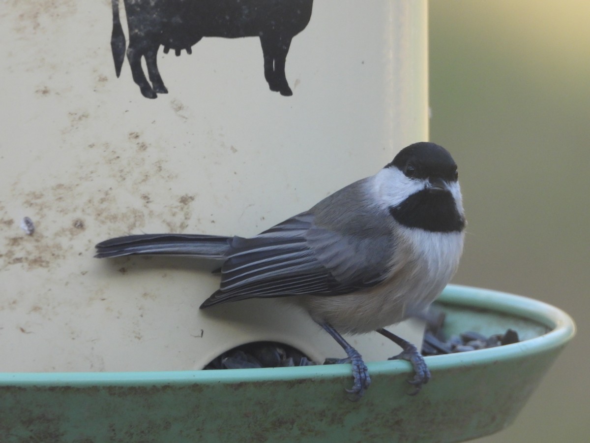 Karolina Baştankarası - ML645761855