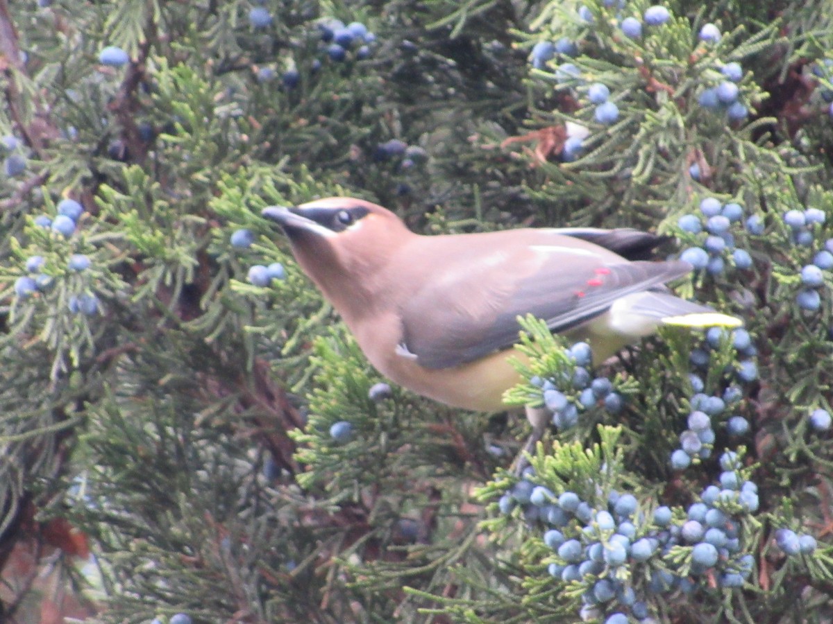 Cedar Waxwing - ML645761857