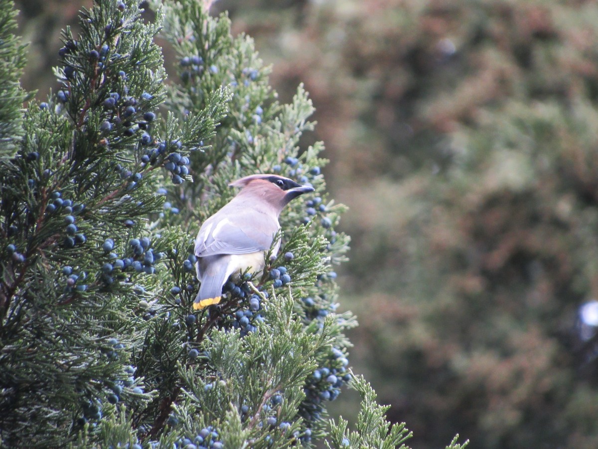 Cedar Waxwing - ML645761859