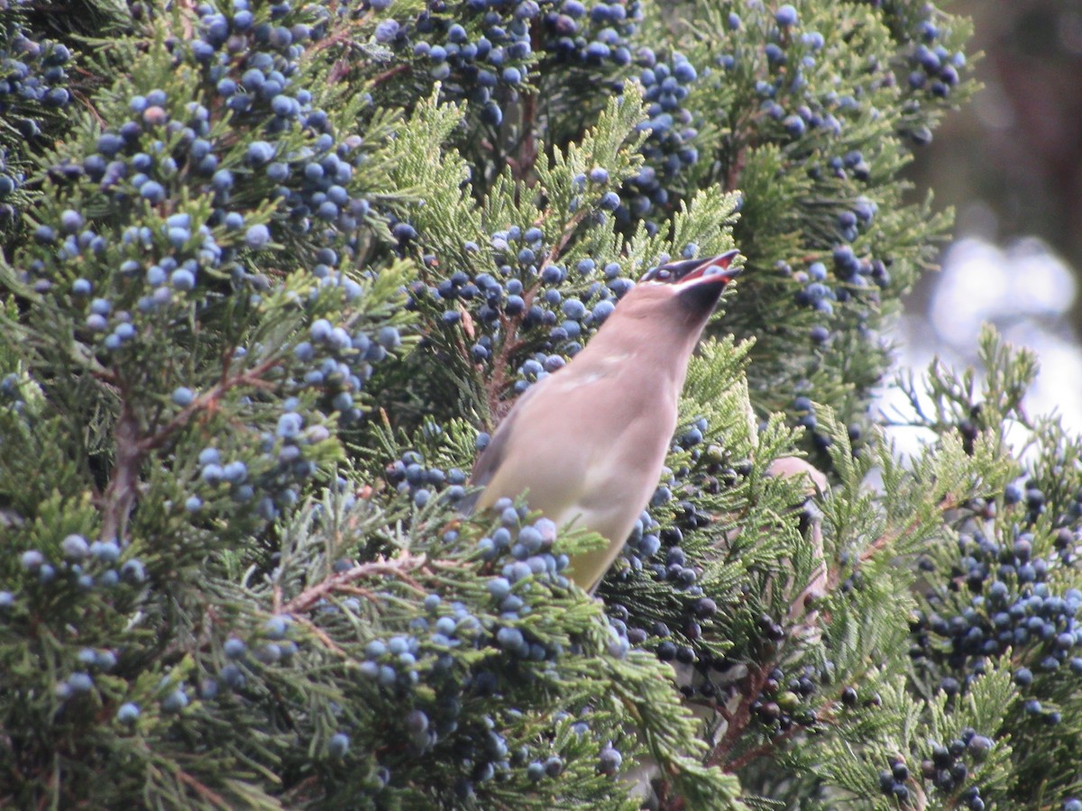 Cedar Waxwing - ML645761860