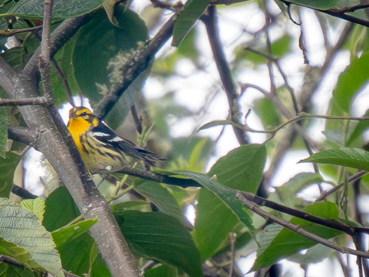 Blackburnian Warbler - ML645761861
