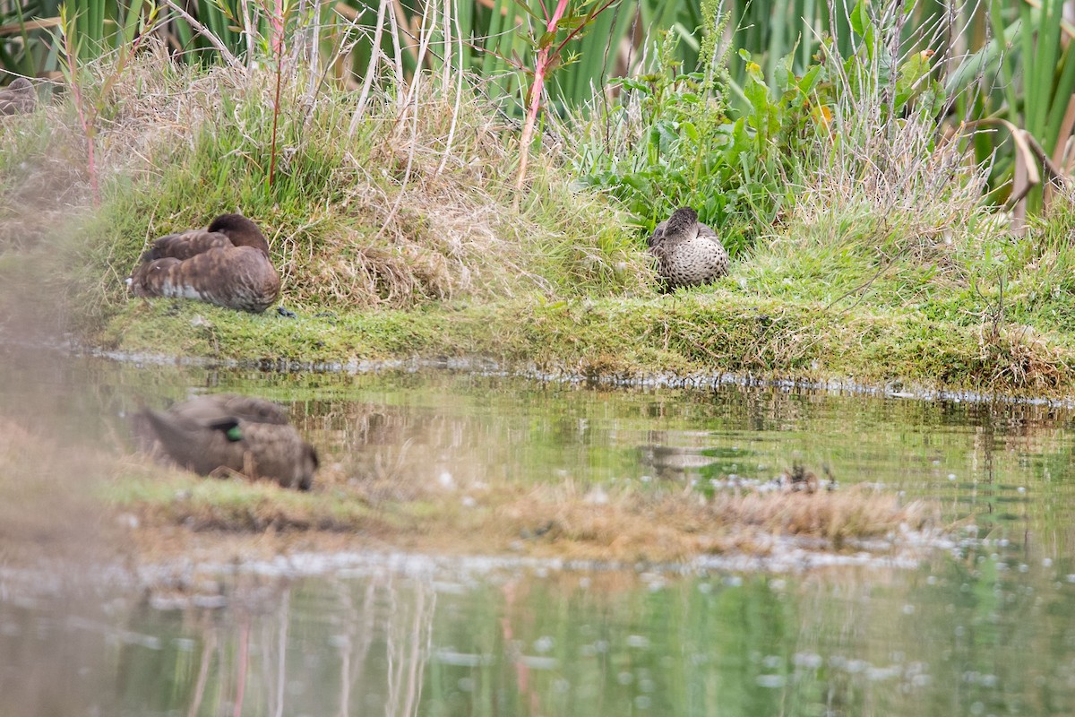 Avustralya Patkası - ML645761862