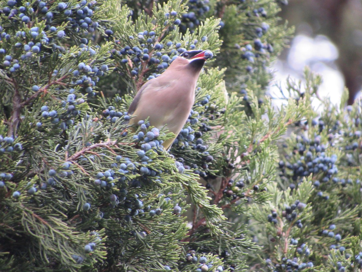 Cedar Waxwing - ML645761863