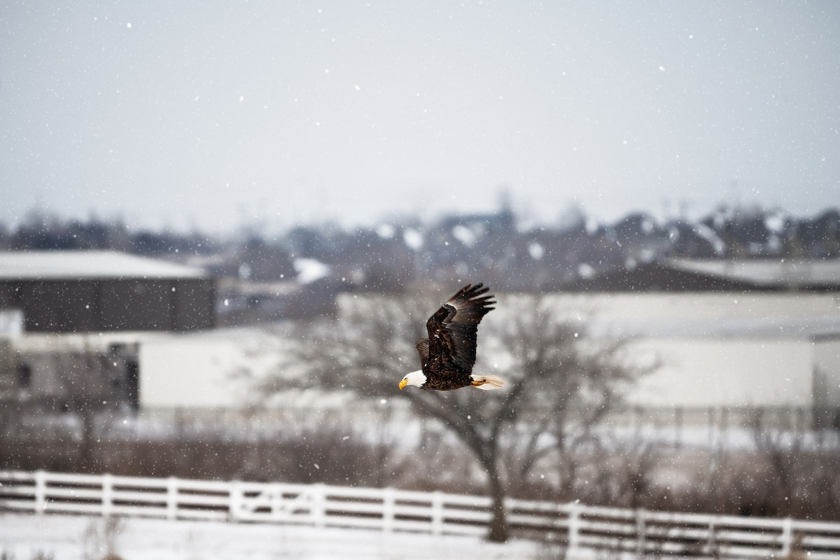 Ak Başlı Kartal - ML645761865