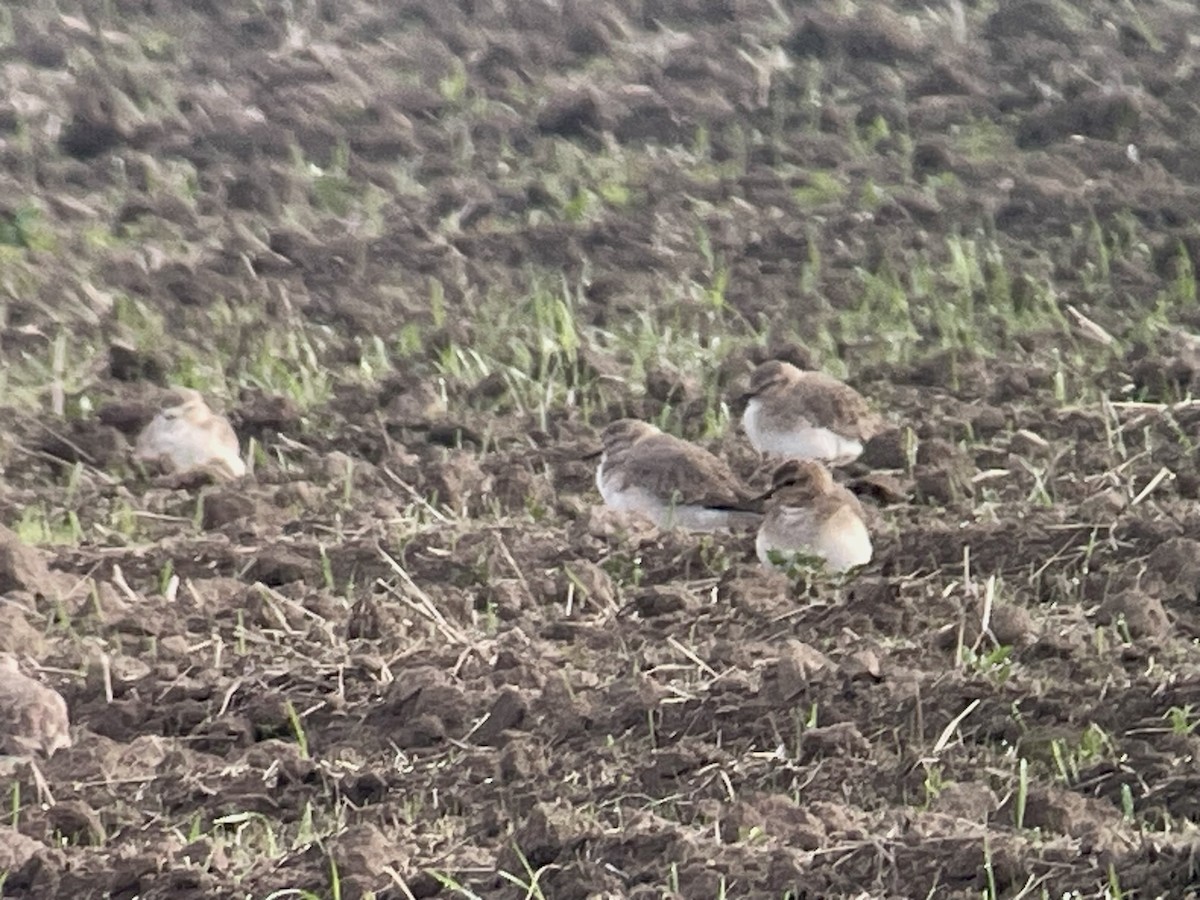 Amerika Dağ Cılıbıtı - ML645761866