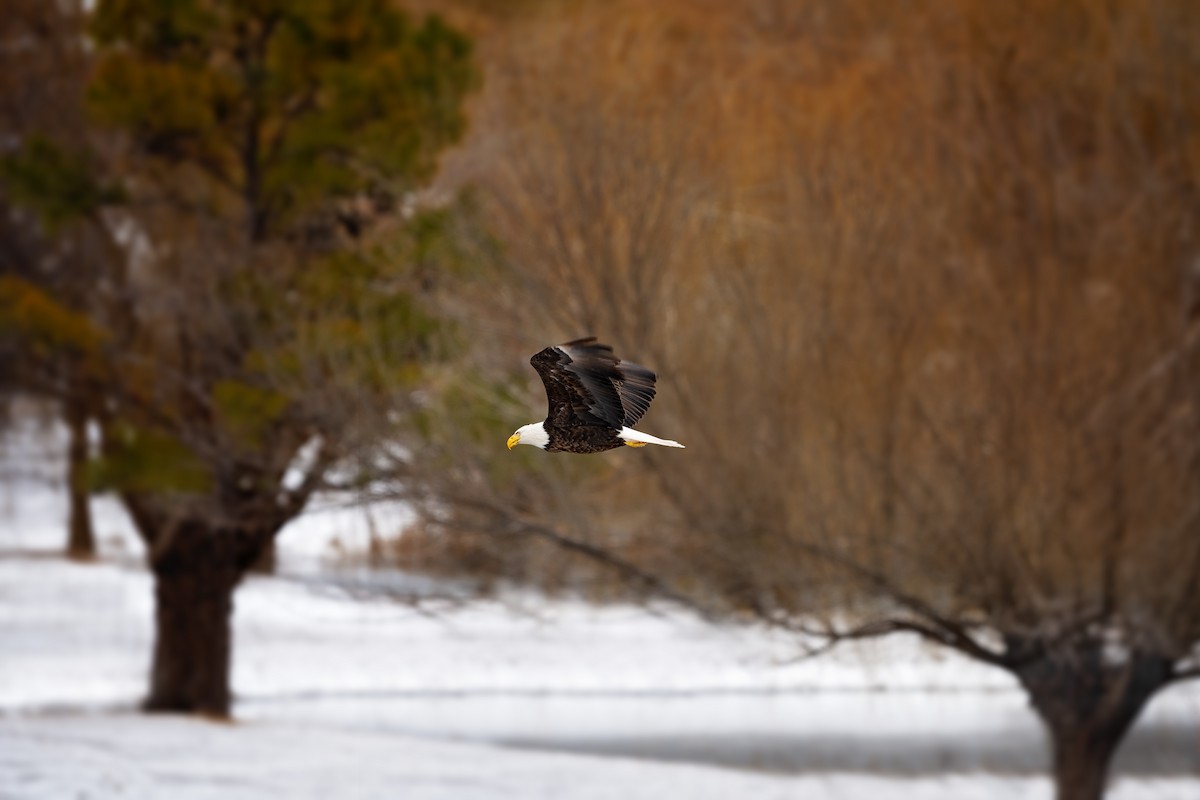 Ak Başlı Kartal - ML645761867