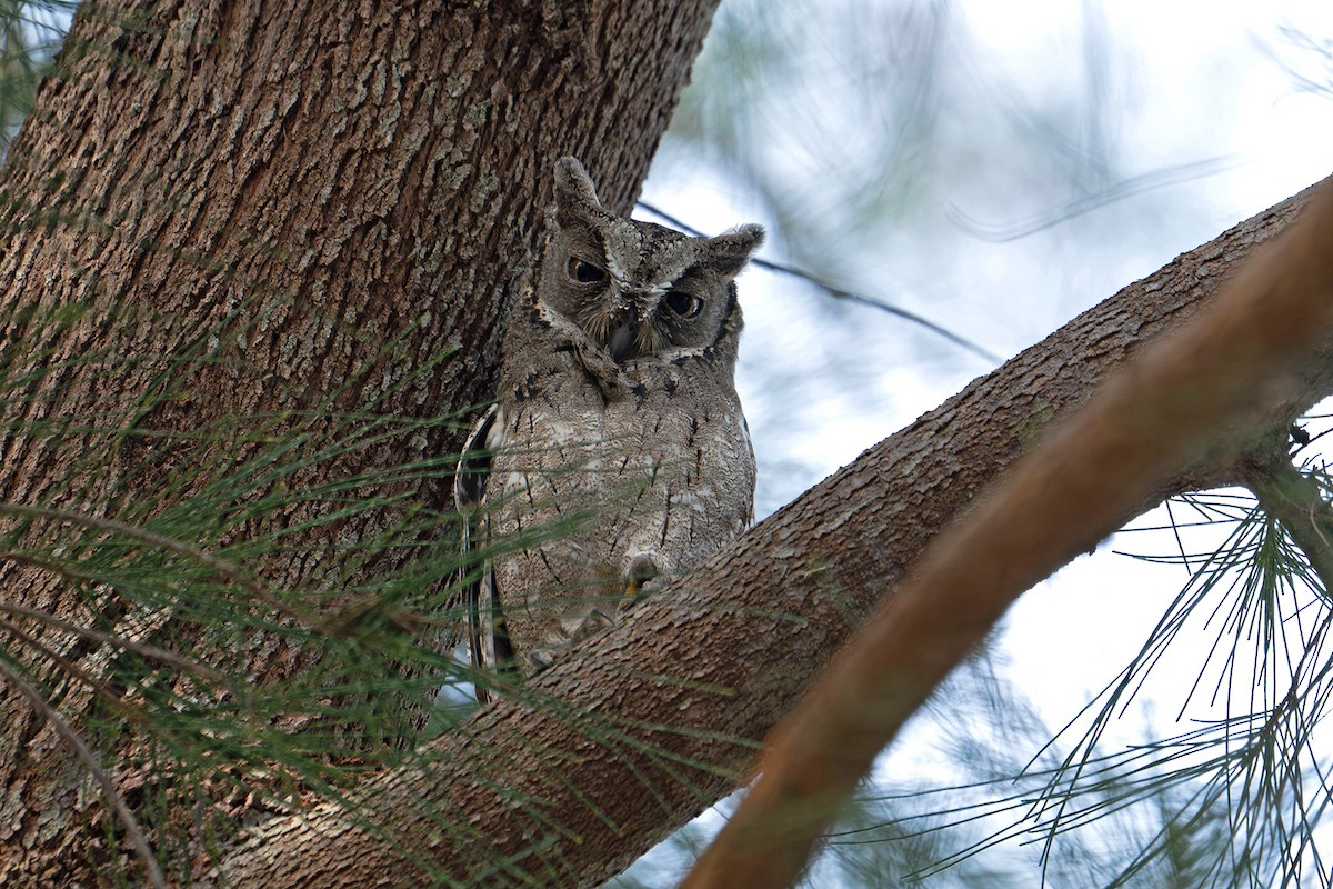 Sunda İshakkuşu - ML645761868