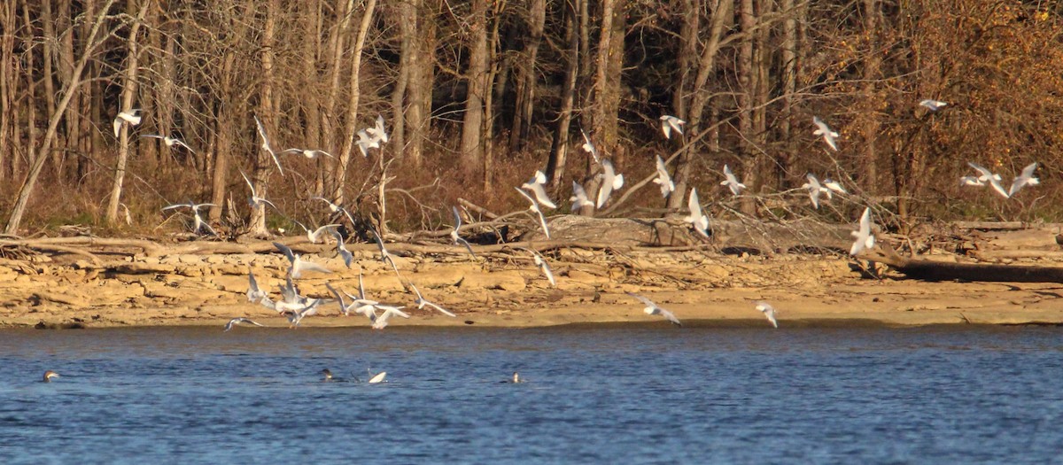 Küçük Karabaş Martı - ML645761869