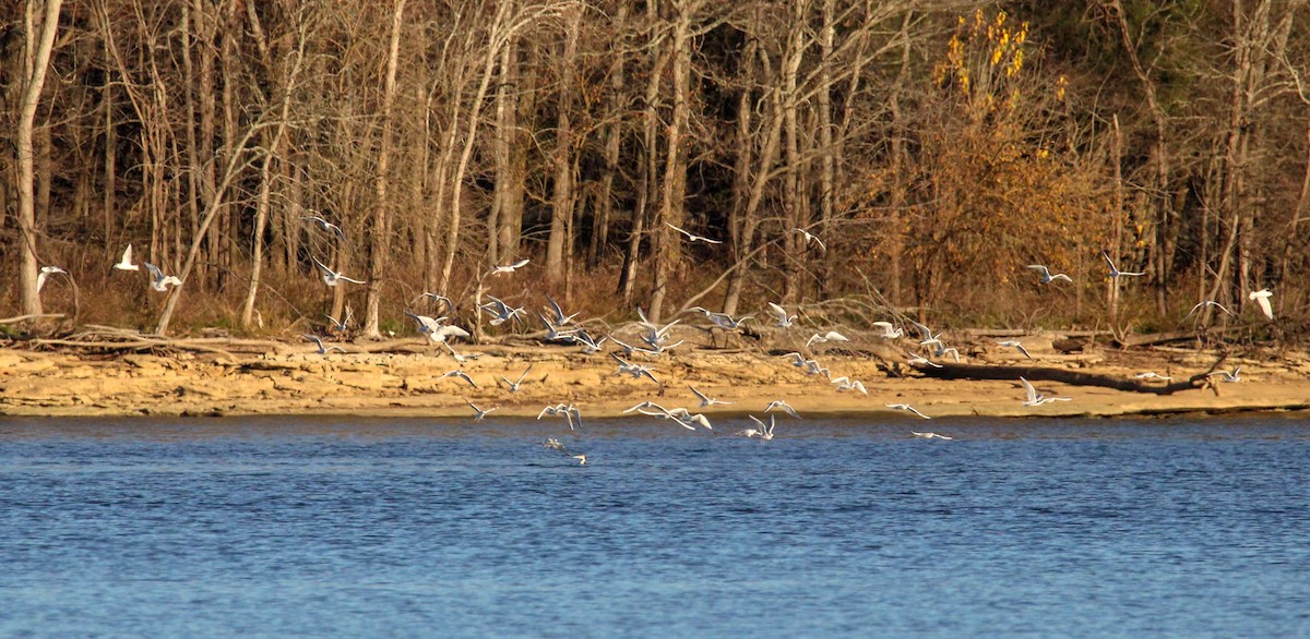 Küçük Karabaş Martı - ML645761870