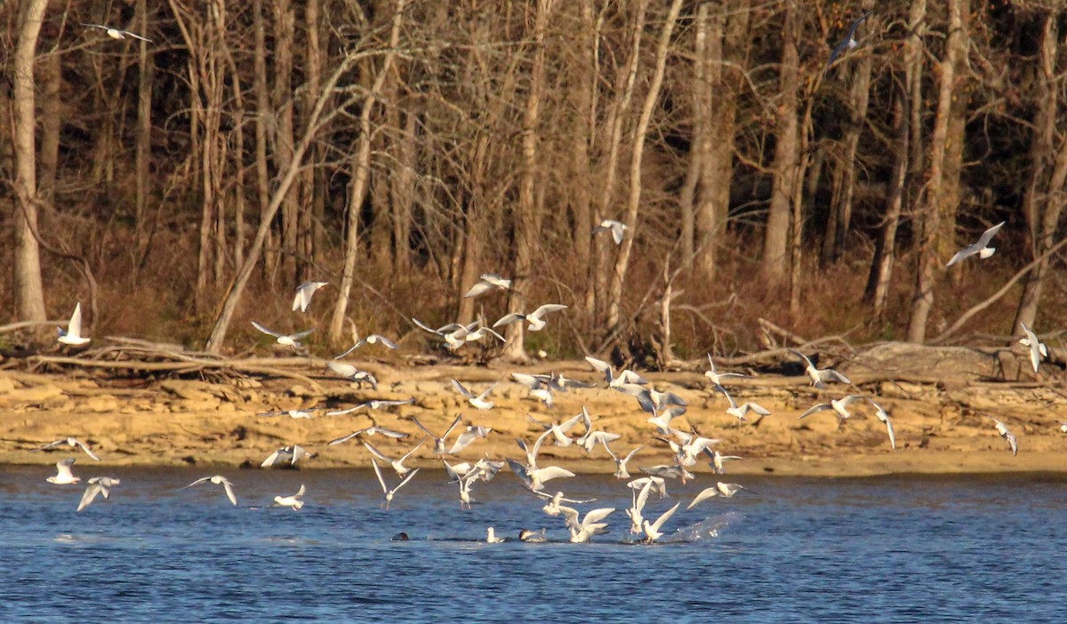 Küçük Karabaş Martı - ML645761871