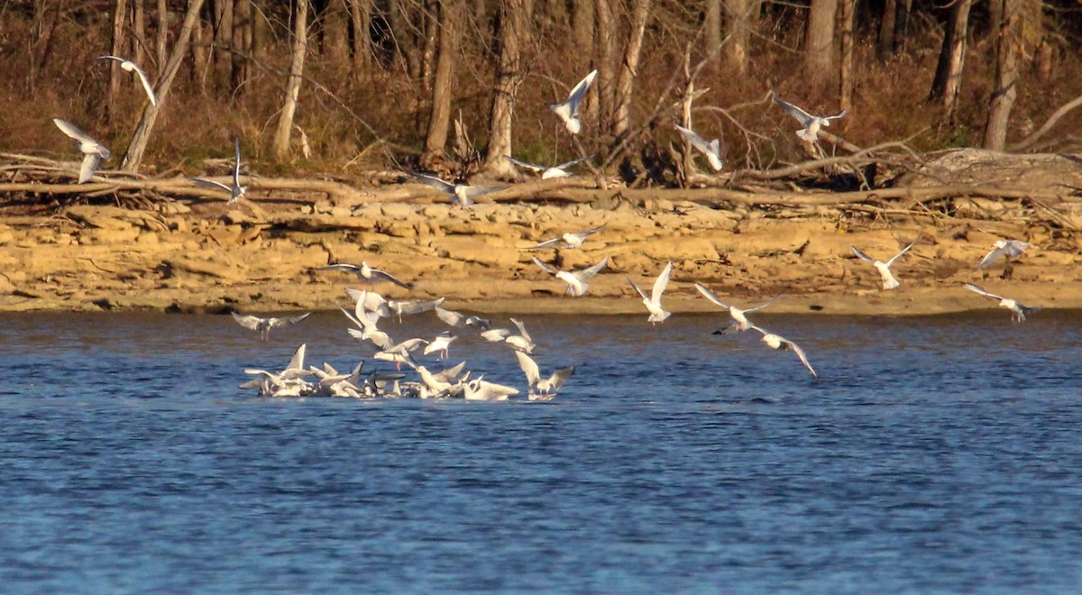 Küçük Karabaş Martı - ML645761872