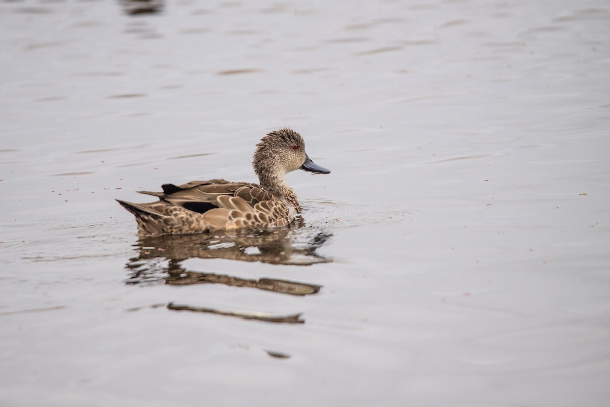 Avustralya Gri Çamurcunu - ML645761873