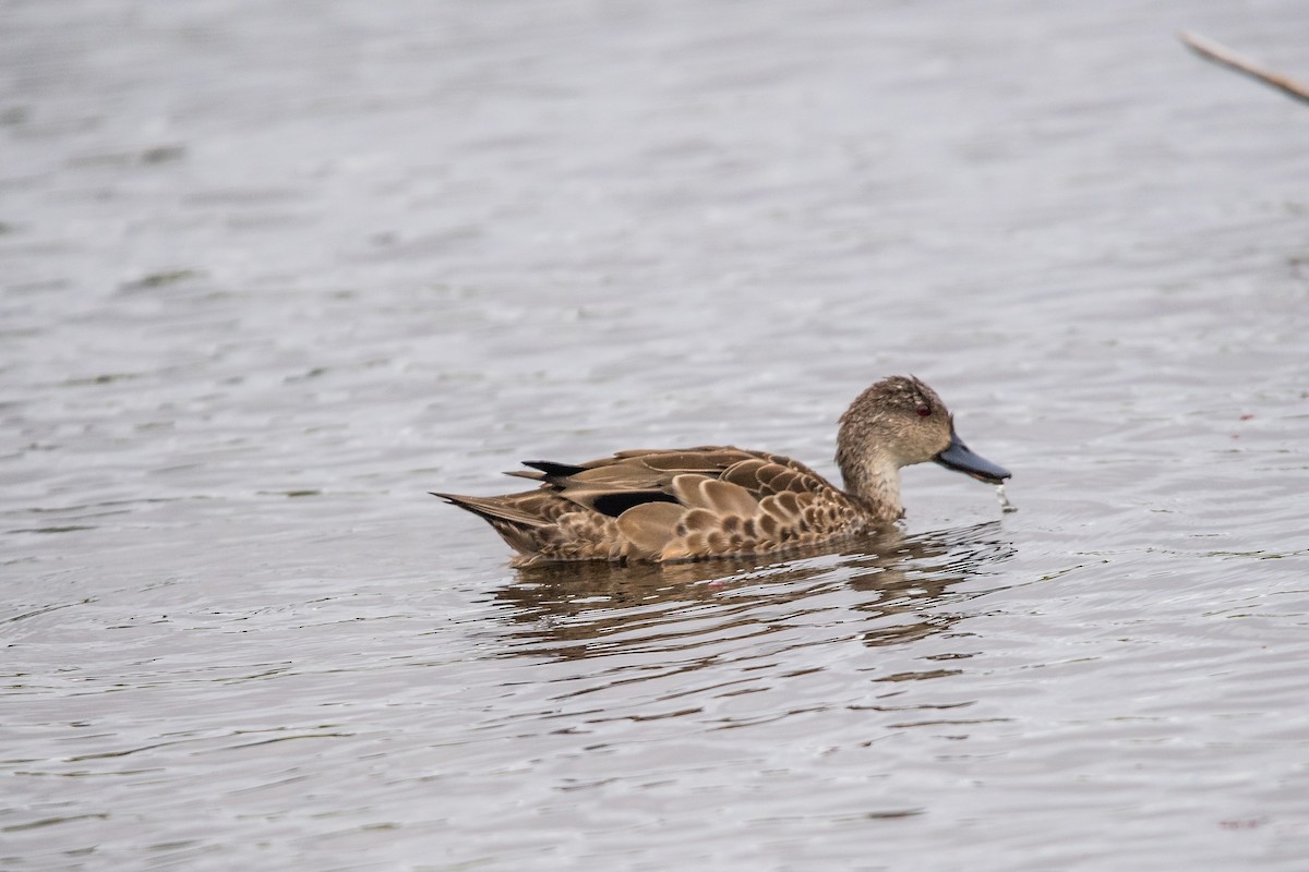 Avustralya Gri Çamurcunu - ML645761874