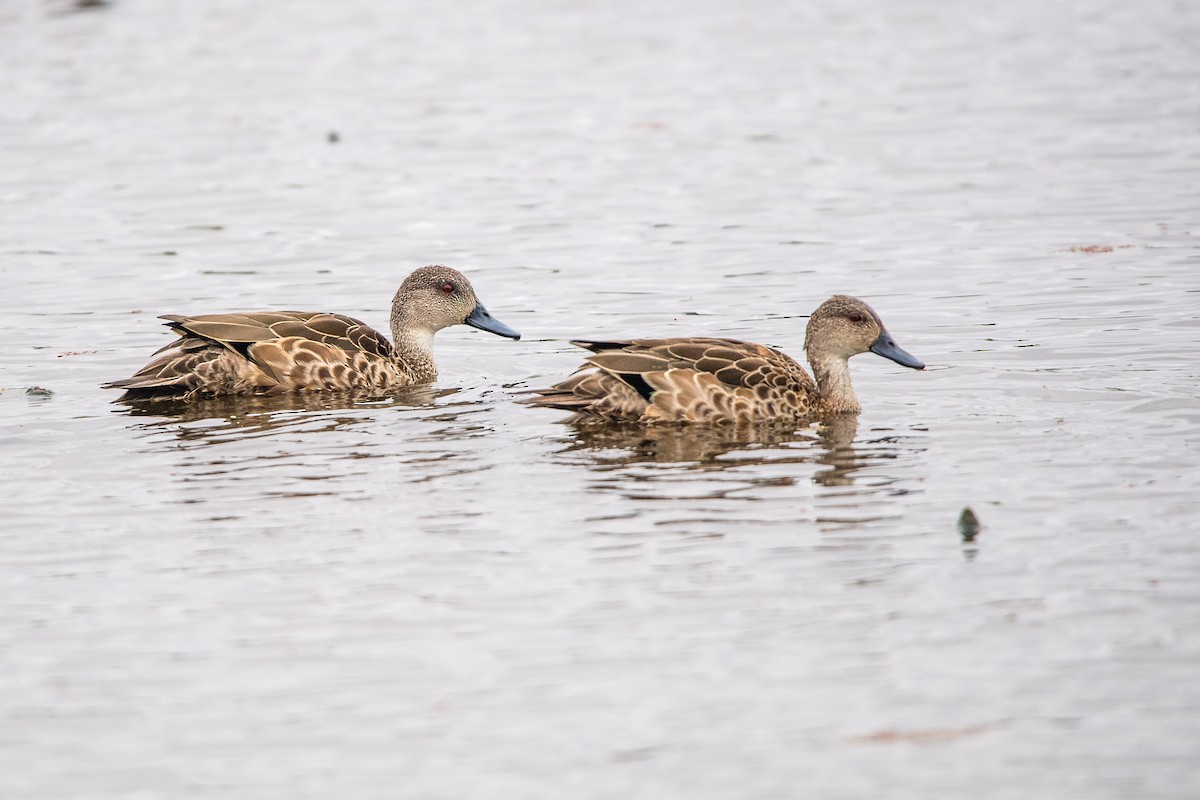 Avustralya Gri Çamurcunu - ML645761875