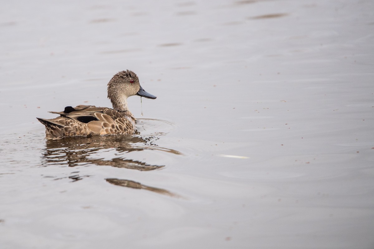 Avustralya Gri Çamurcunu - ML645761877