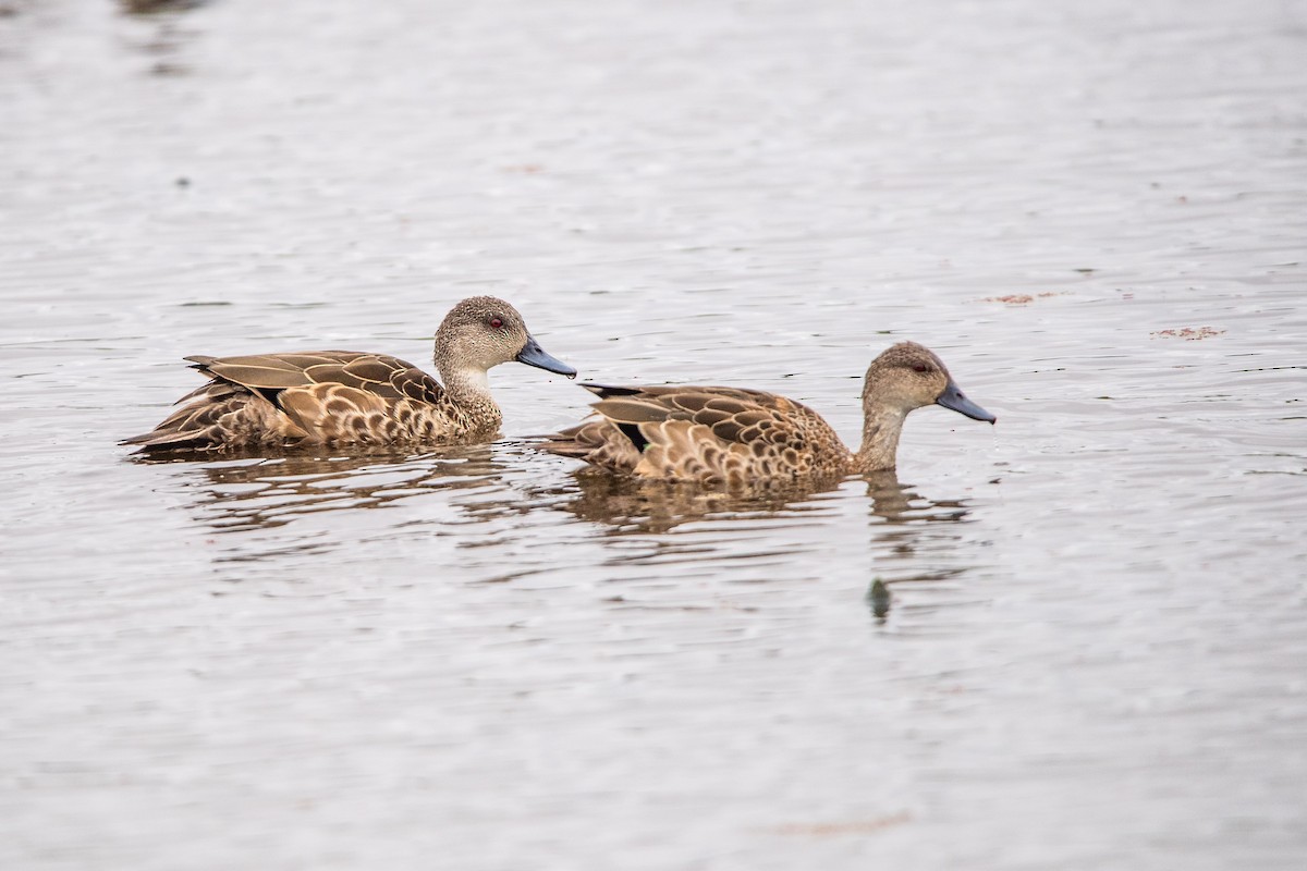 Avustralya Gri Çamurcunu - ML645761878