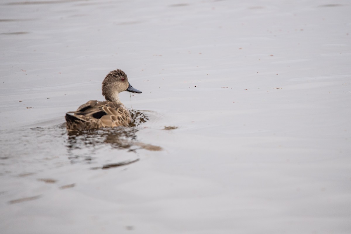 Avustralya Gri Çamurcunu - ML645761879