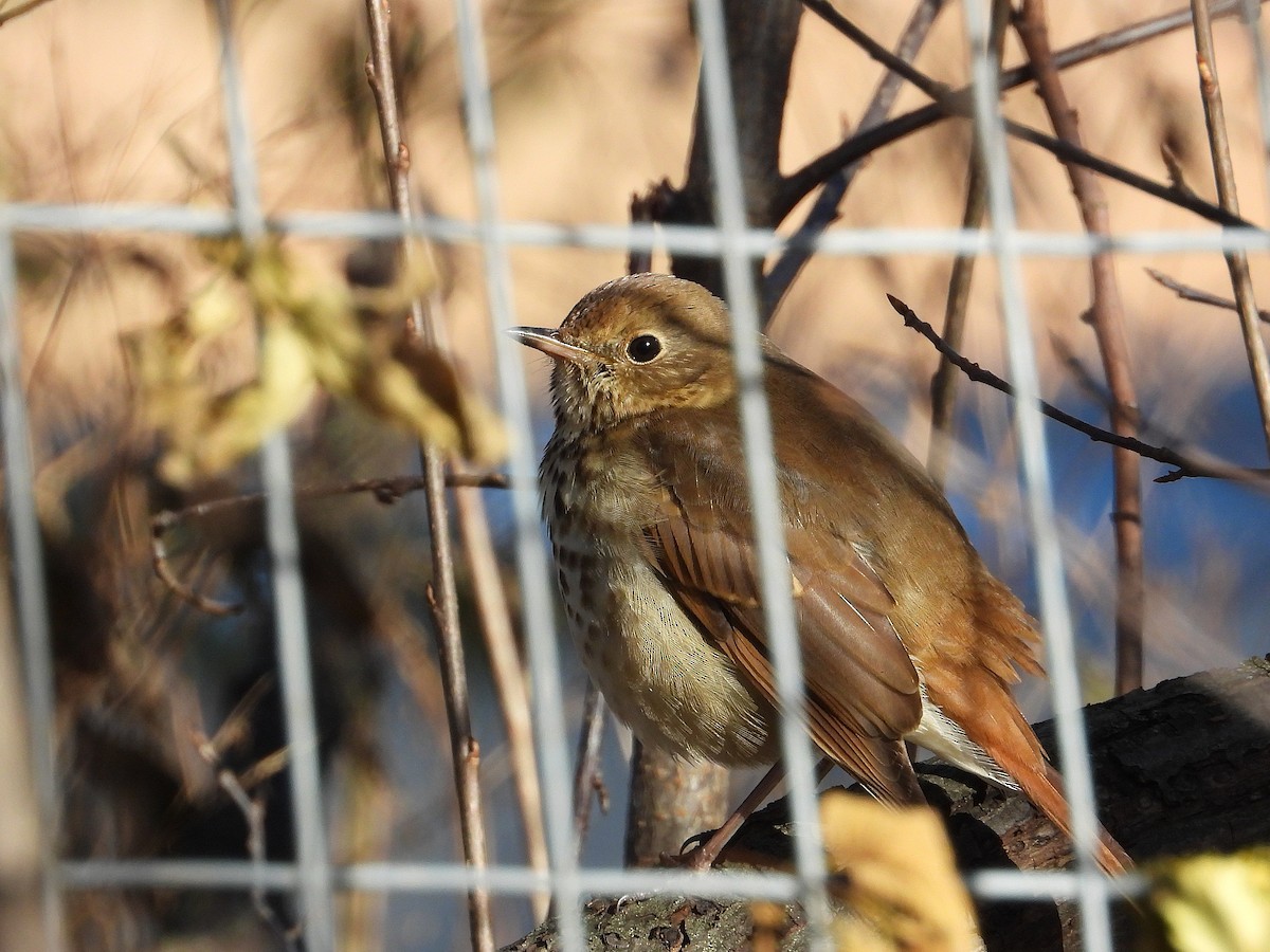 Münzevi Bülbül Ardıcı - ML645761881