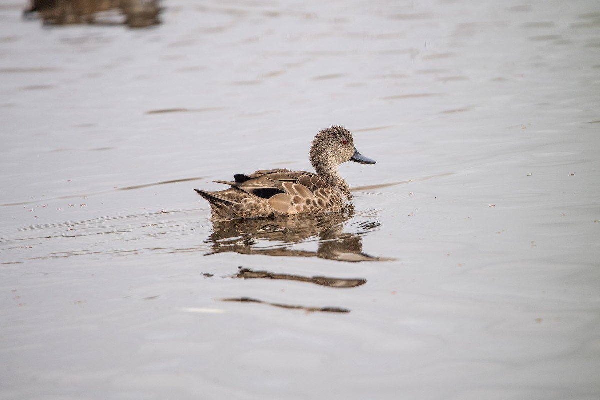 Avustralya Gri Çamurcunu - ML645761882