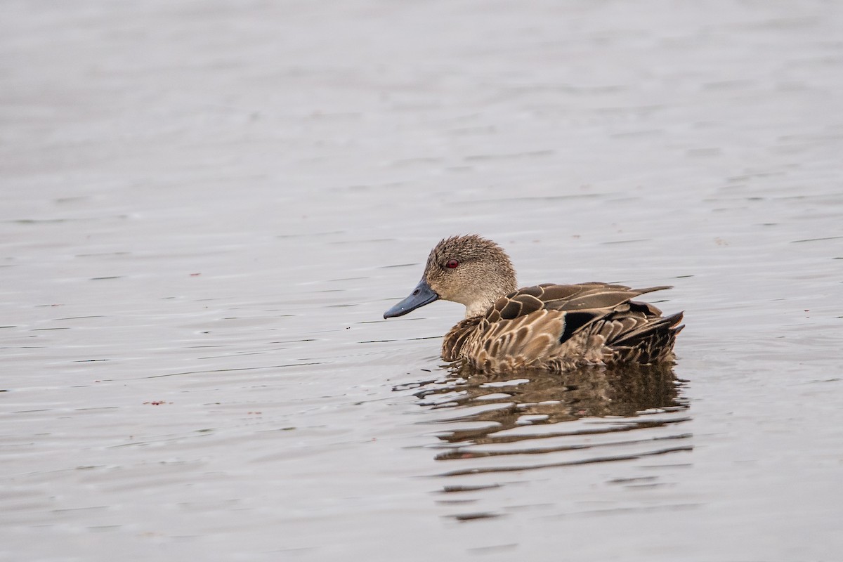 Avustralya Gri Çamurcunu - ML645761883