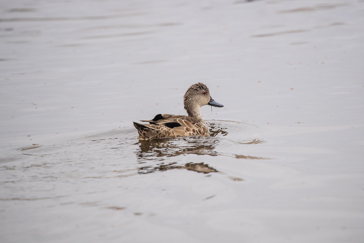 Avustralya Gri Çamurcunu - ML645761884