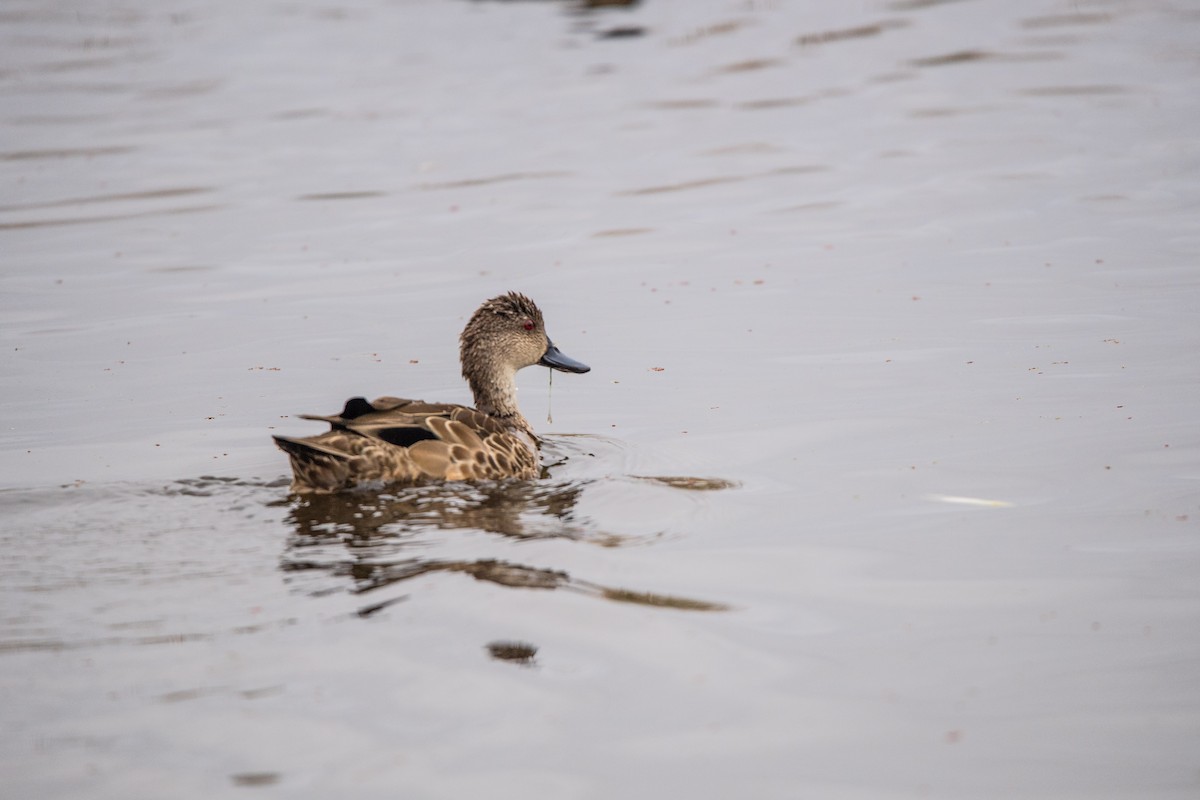 Avustralya Gri Çamurcunu - ML645761885