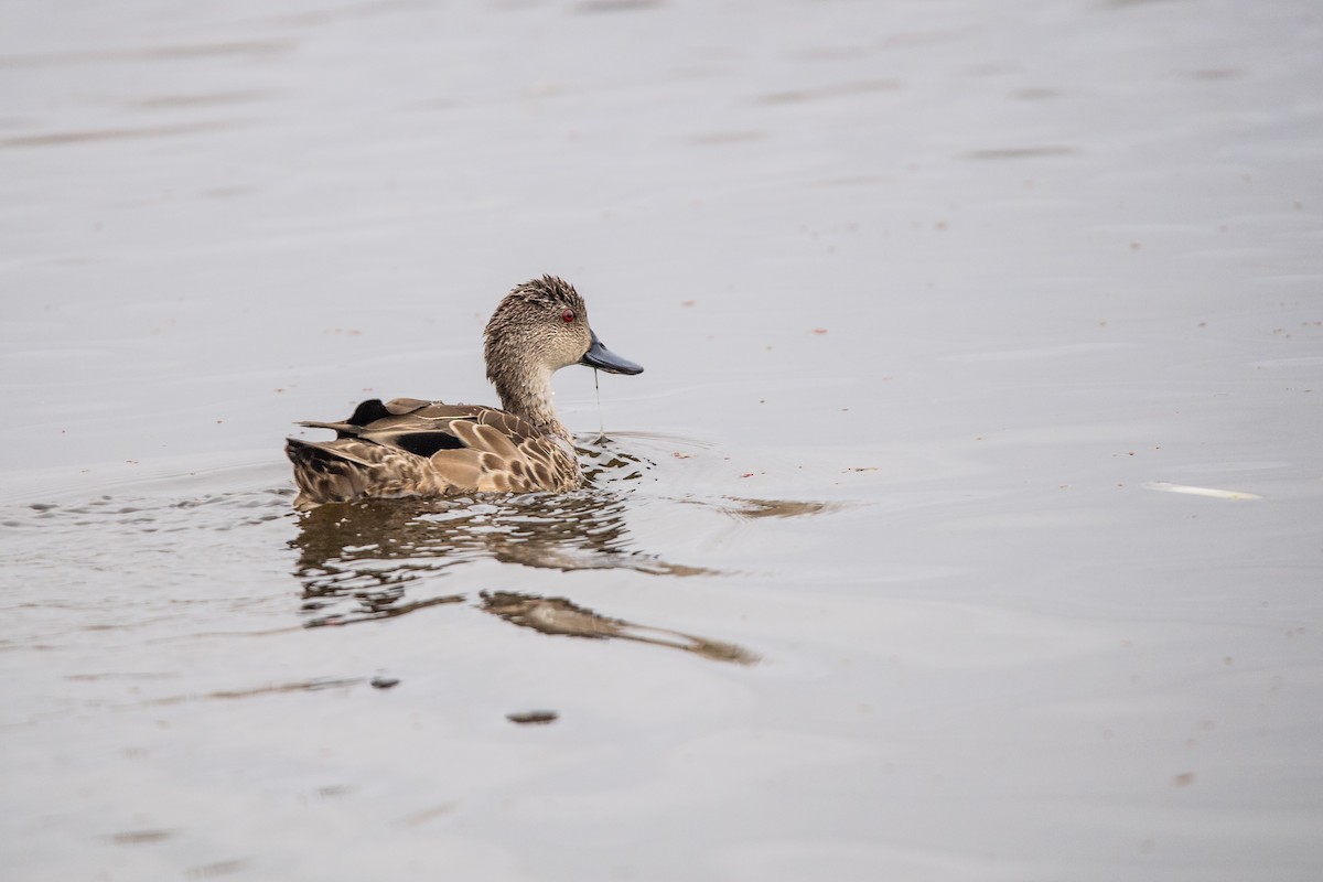 Avustralya Gri Çamurcunu - ML645761886