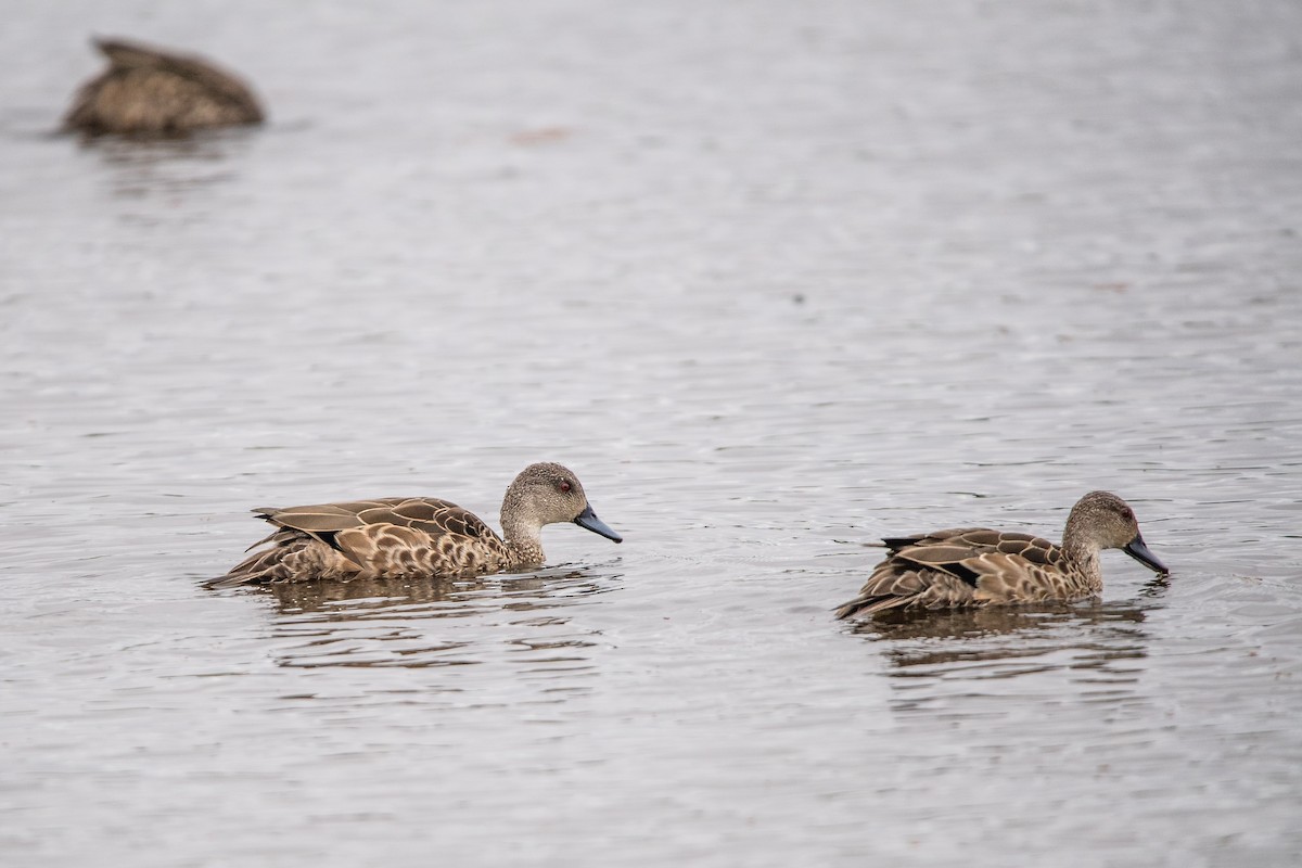 Avustralya Gri Çamurcunu - ML645761887