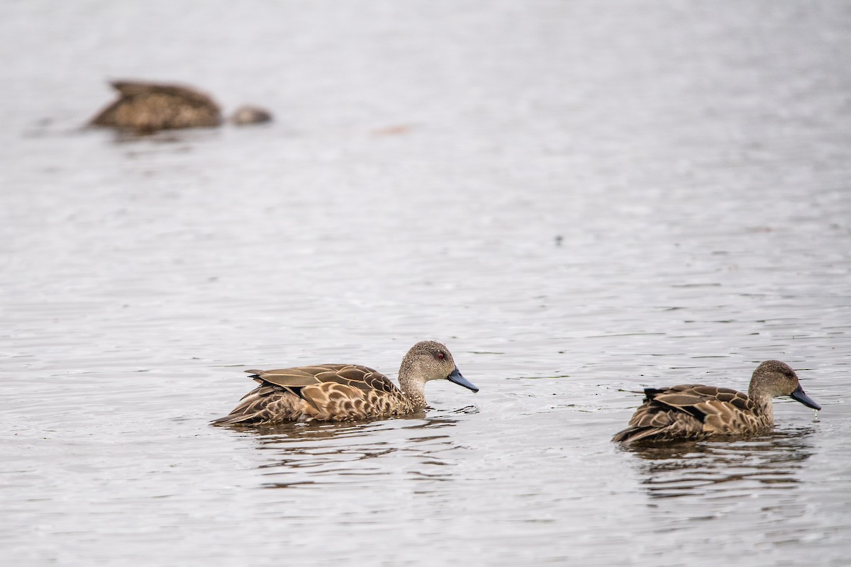 Avustralya Gri Çamurcunu - ML645761888