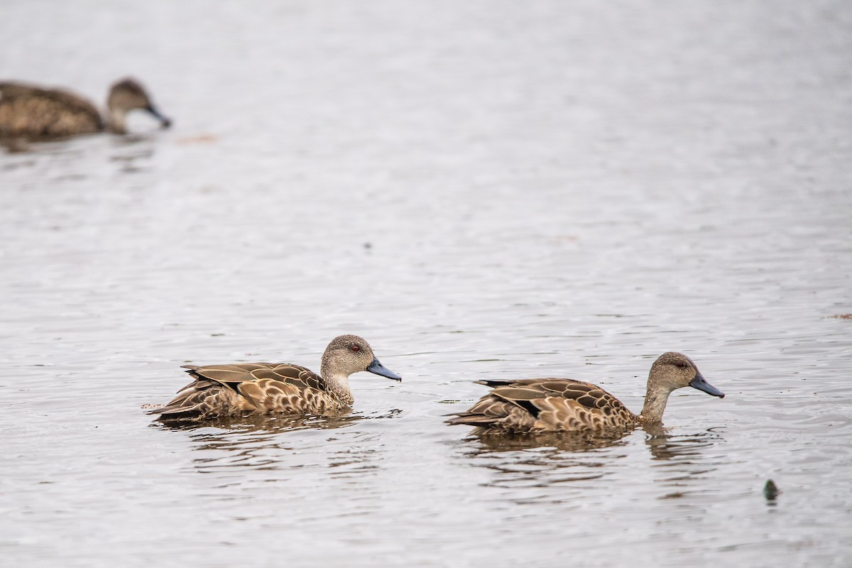 Avustralya Gri Çamurcunu - ML645761889
