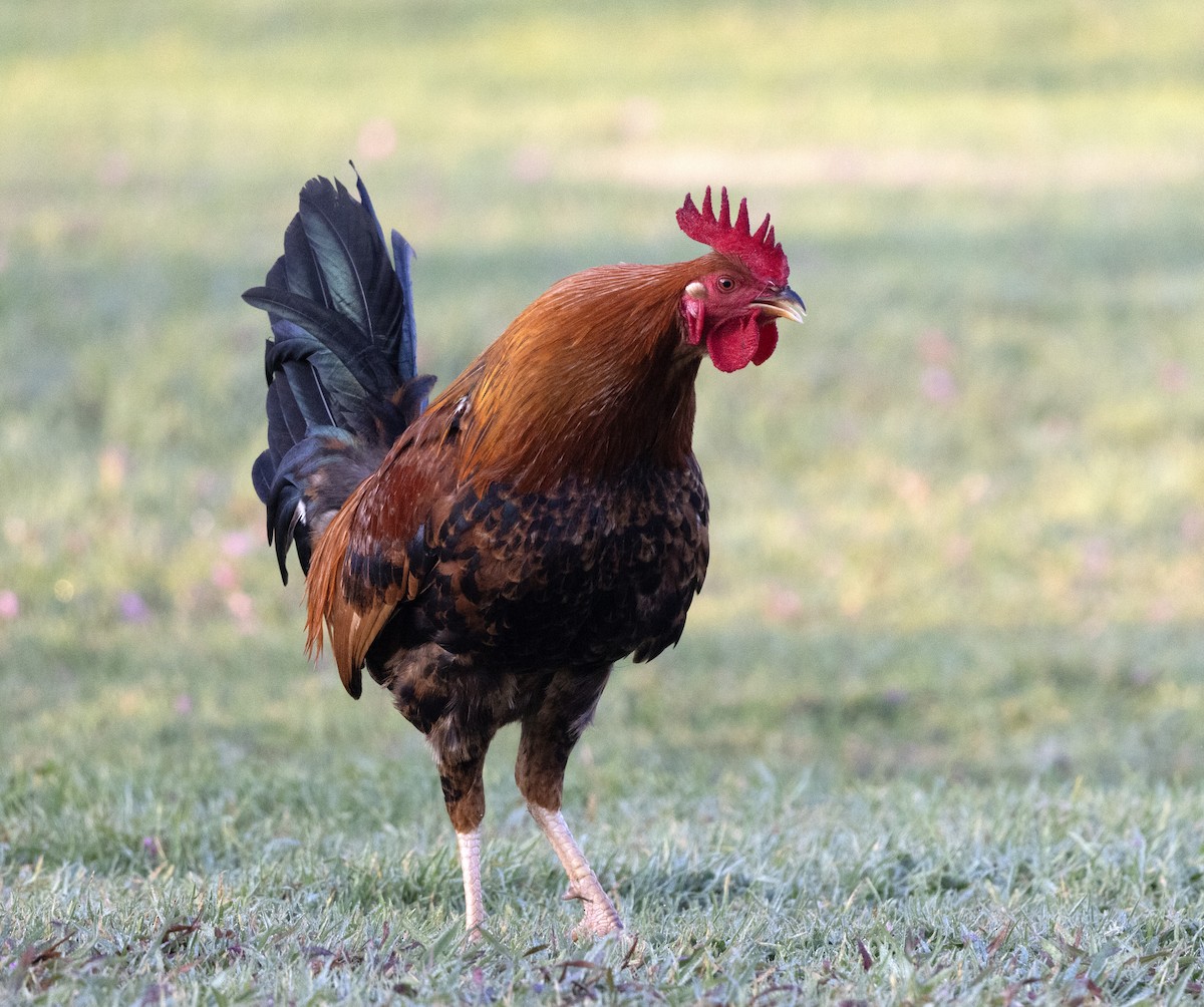 Yaban Tavuğu (evcil tip) - ML645761890