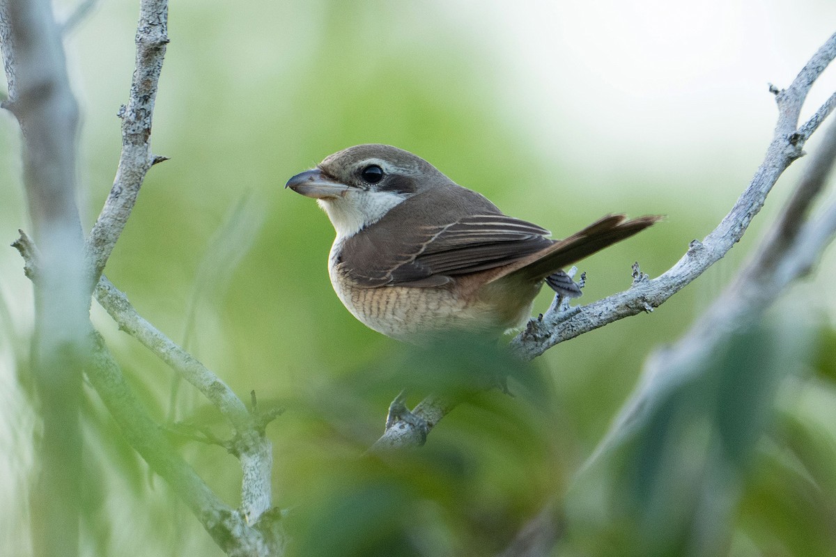 Kahverengi Örümcekkuşu - ML645761893