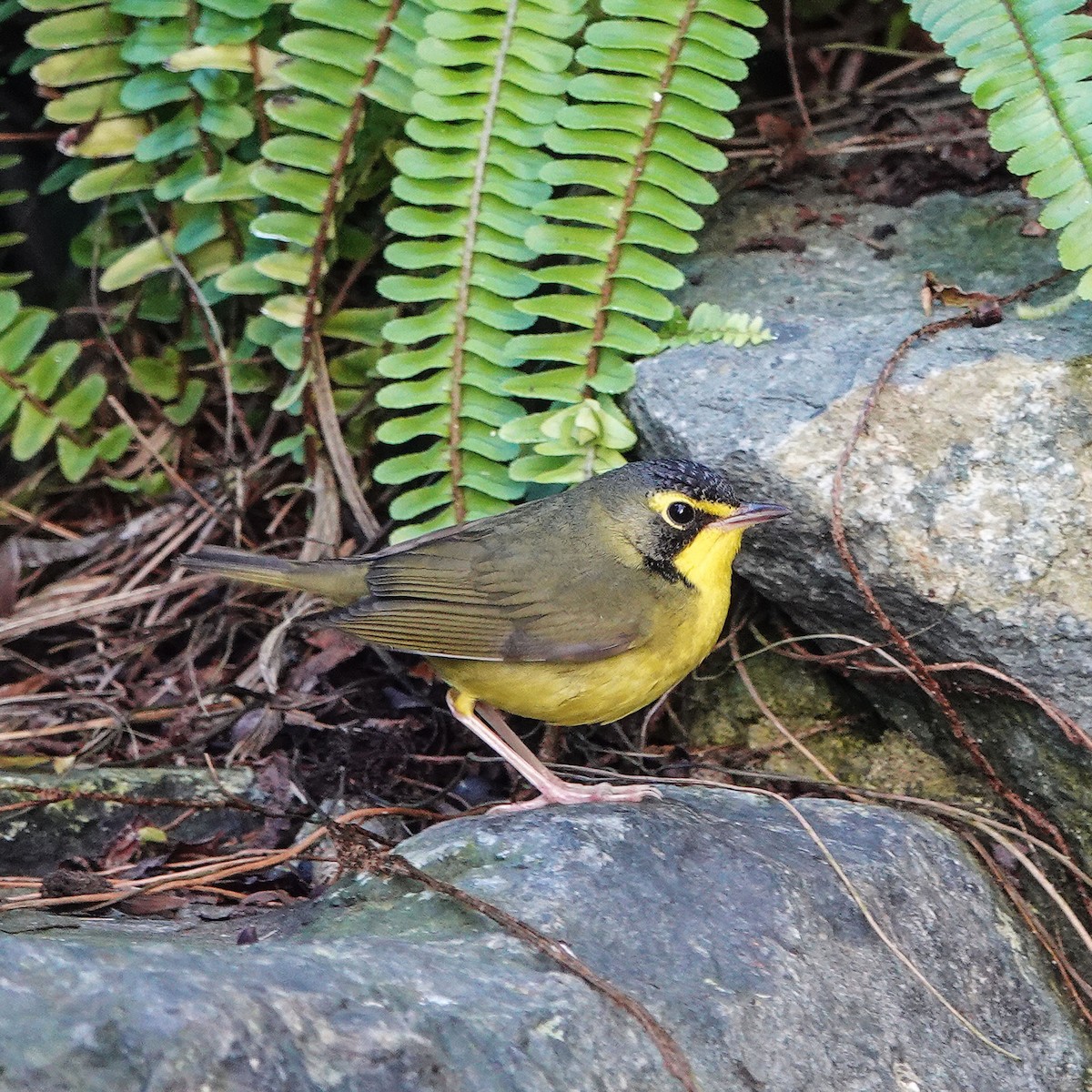 Kentucky Warbler - ML645761896