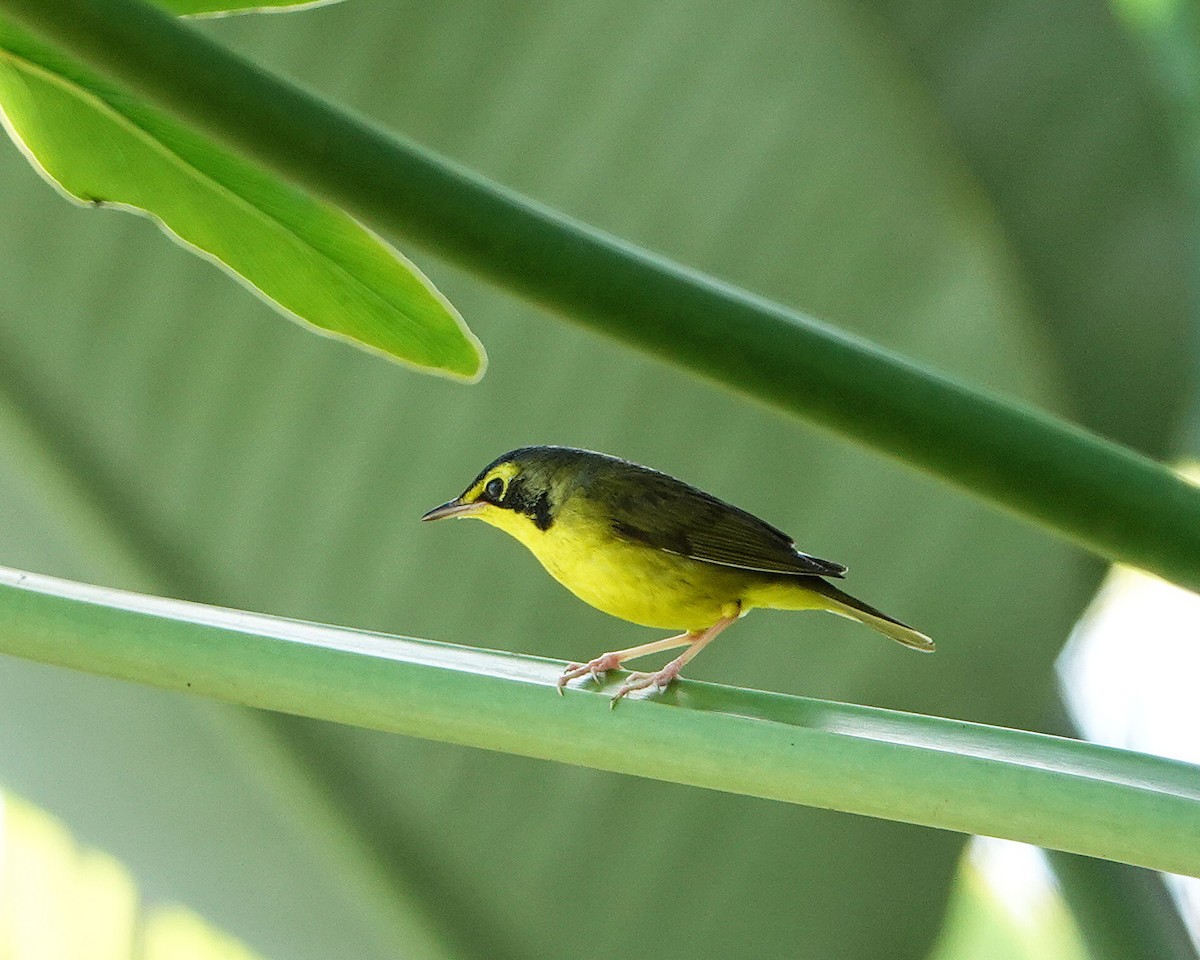 Kentucky Warbler - ML645761899