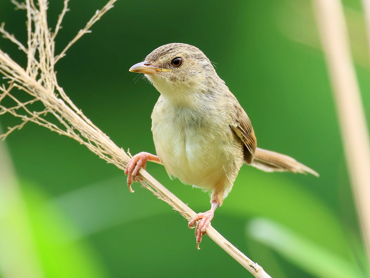 Striped Prinia - ML645761902