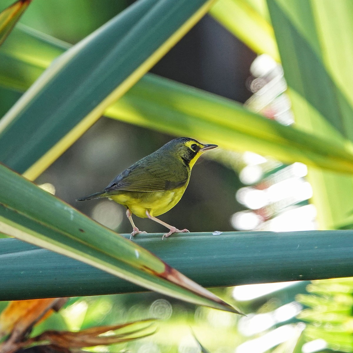 Kentucky Warbler - ML645761911