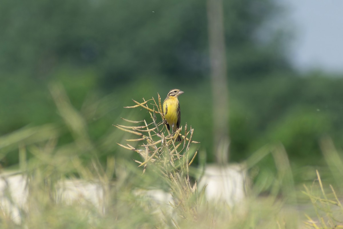 Вівсянка лучна - ML645761924