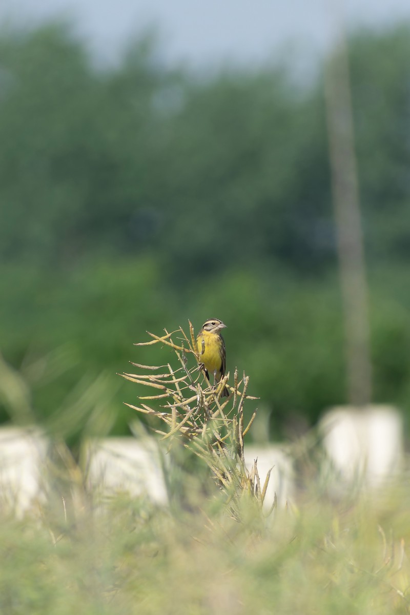 Вівсянка лучна - ML645761925