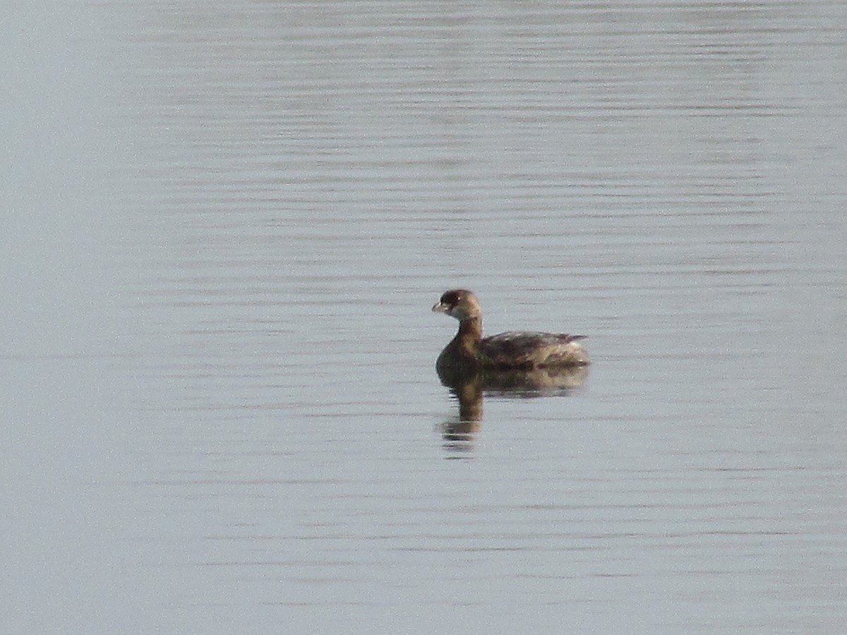 Grèbe à bec bigarré - ML645761941