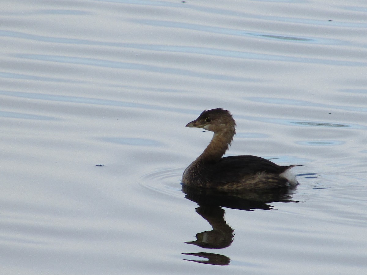 Grèbe à bec bigarré - ML645761942