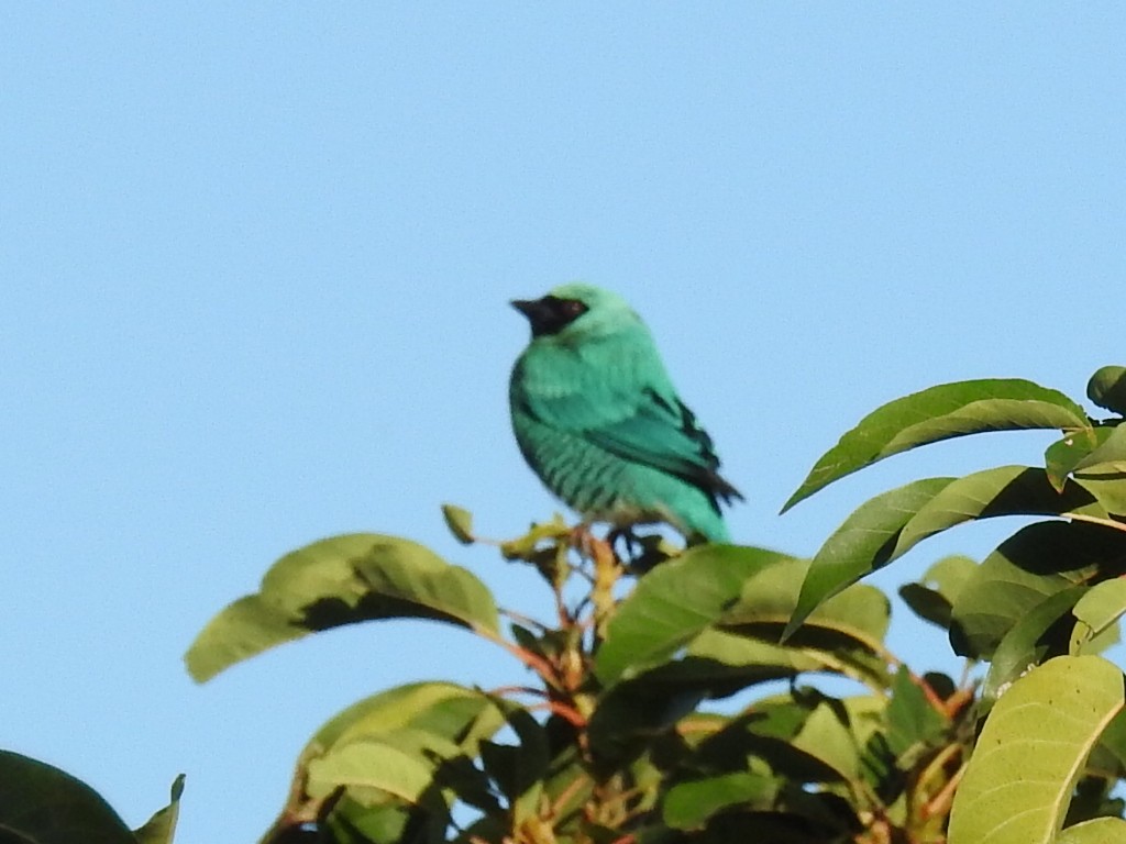 Tersine hirondelle - ML645761948