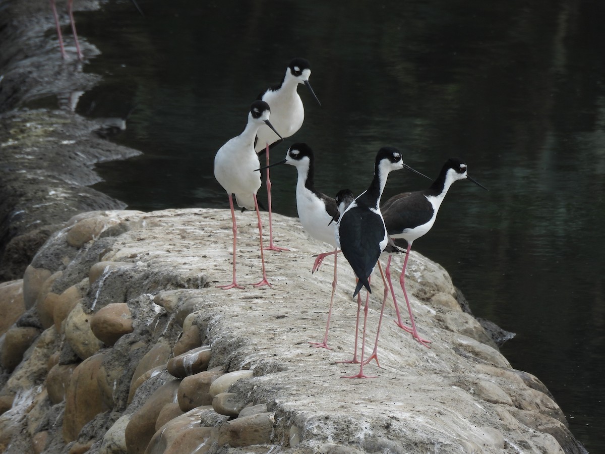 Échasse d'Amérique - ML645761952