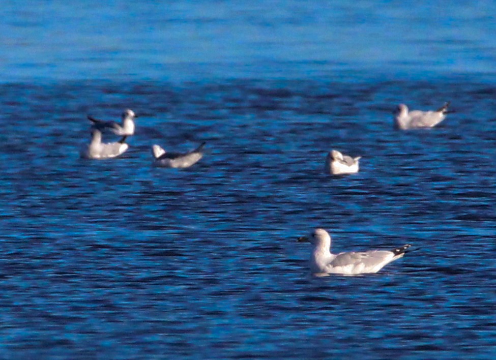 Goéland à bec cerclé - ML645761953