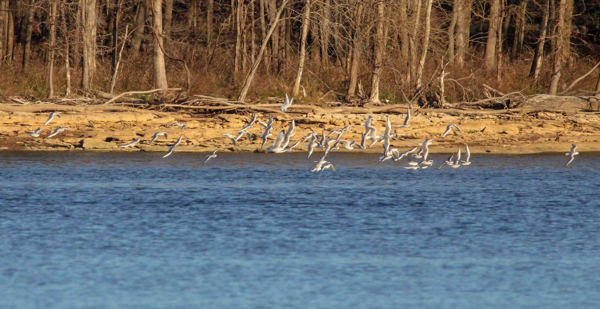 Goéland à bec cerclé - ML645761954