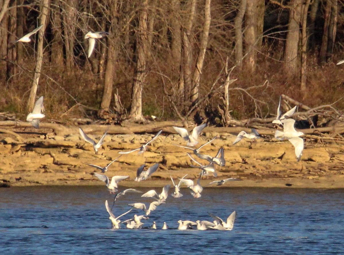 Goéland à bec cerclé - ML645761955