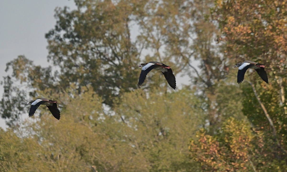 Ouette d'Égypte - ML645761958