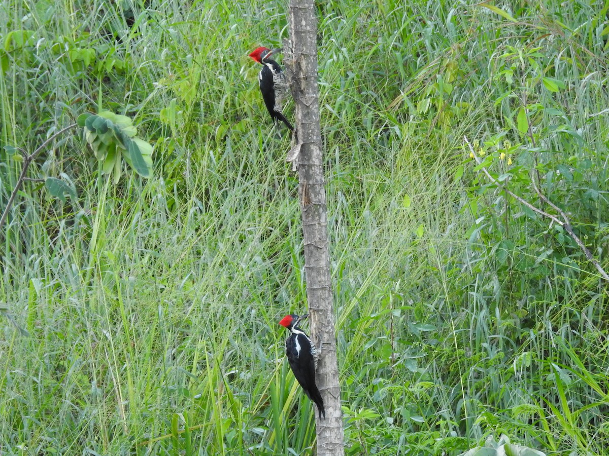 Pic ouentou - ML645761959