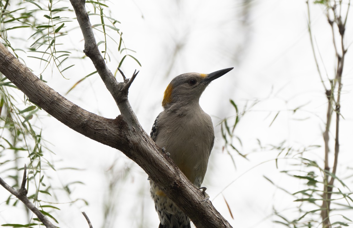 Pic à front doré - ML645761962