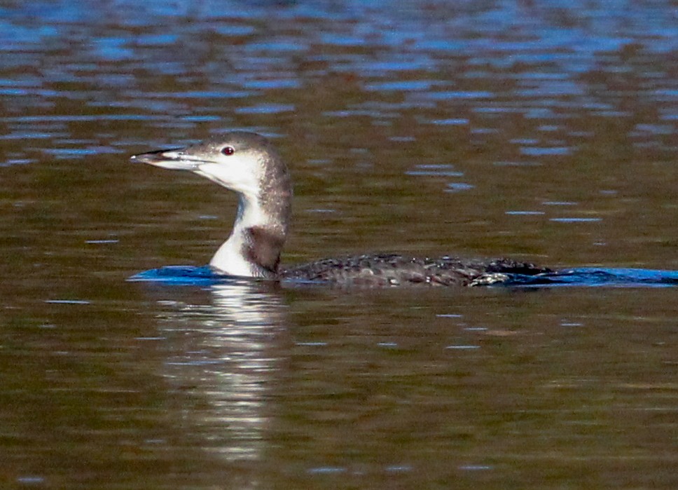 Plongeon huard - ML645761964