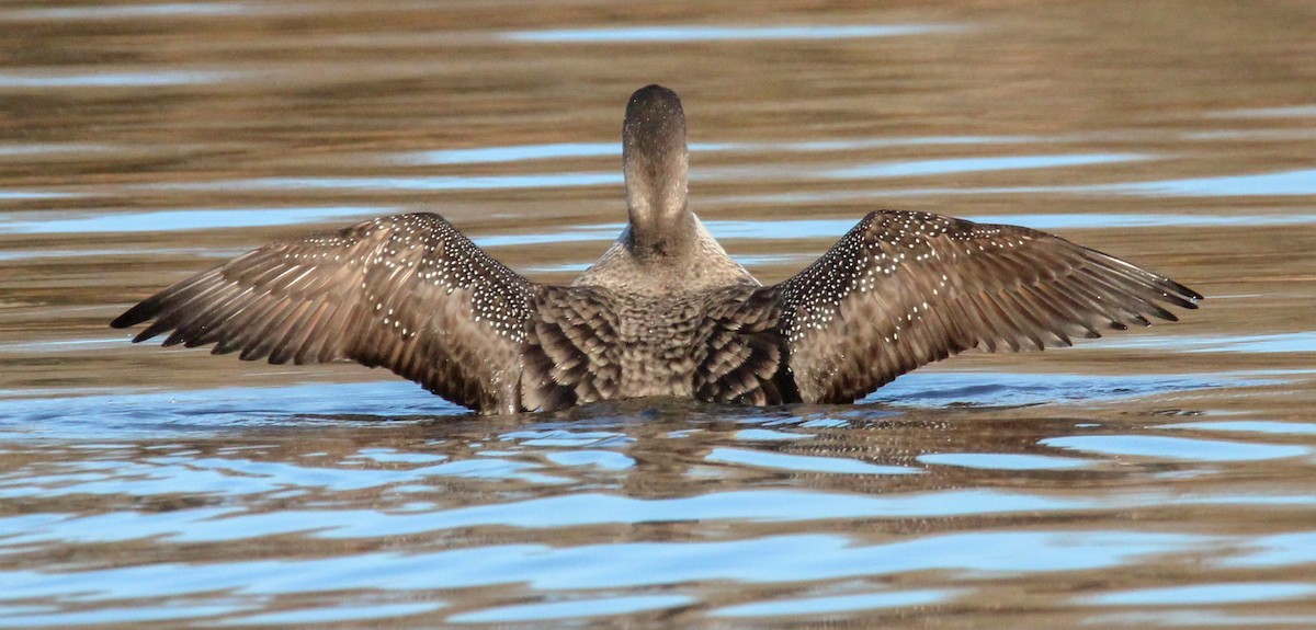 Plongeon huard - ML645761969